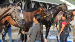 Nicknames and Quirks for 2023 Kentucky Derby Horses
